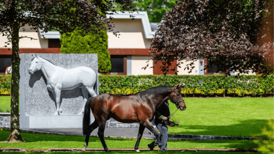 Irish National Stud & Gardens